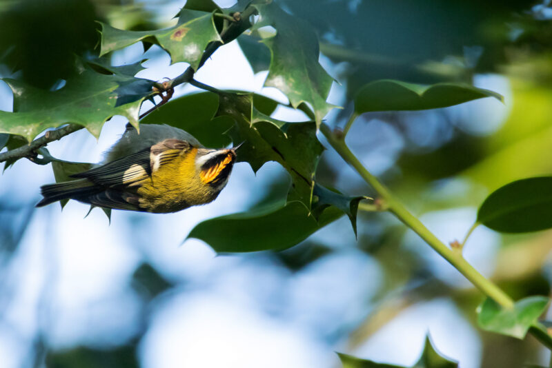 Roitelet triple-bandeau